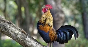 Nằm mơ thấy gà? Giải mã + con số may mắn