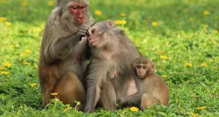 Nằm mơ thấy khỉ? Giải mã + con số may mắn