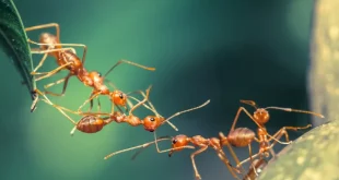 Nằm mơ thấy kiến? Giải mã + con số may mắn