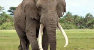 Nằm mơ thấy voi? Giải mã + con số may mắn