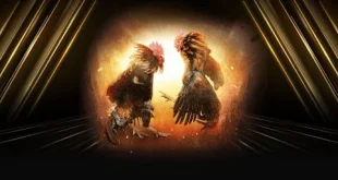 Đá gà 86Bet - Đỉnh cao giải trí và cá cược chiến kê trực tuyến 2026