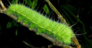 Nằm mơ thấy sâu? Giải mã + con số may mắn