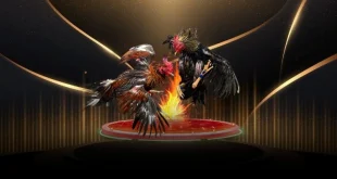 Đá Gà Cựa Sắt Là Gì? Luật Chơi Và Kinh Nghiệm Thực Tế