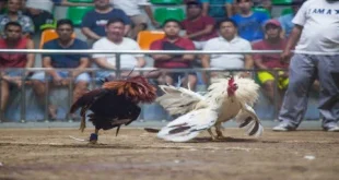 Blog Gà Đá Bj88 - Cẩm Nang Phân Tích Thông Số Cực Chuẩn