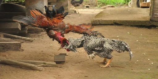 Nhà Cái Ku88 – Điểm Đến Trải Nghiệm Được Yêu Thích