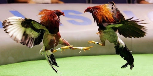 Nhà Cái O8 - Không Gian Trải Nghiệm Đầy Năng Động